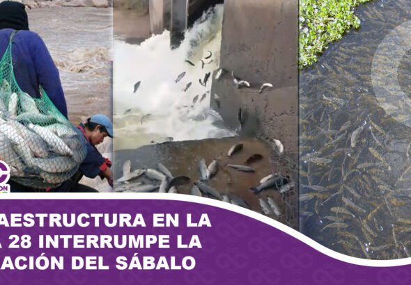 Infraestructura en la ruta 28 interrumpe la migración del sábalo