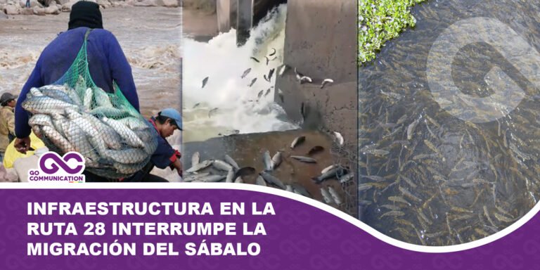 Infraestructura en la ruta 28 interrumpe la migración del sábalo