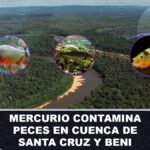 Mercurio contamina peces en cuenca de Santa Cruz y Beni