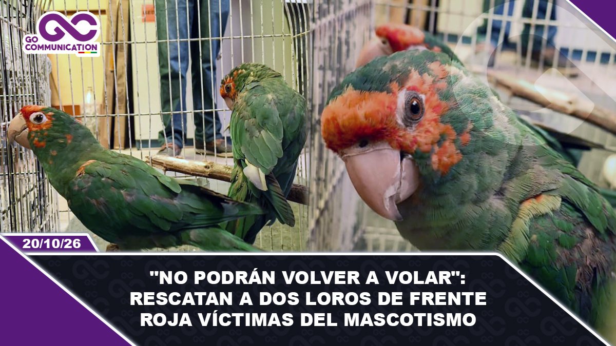 No podrán volver a volar rescatan a dos loros de frente roja víctimas del mascotismo