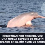 Registran por primera vez una nueva especie de Delfín Rosado en el Río Acre de Pando