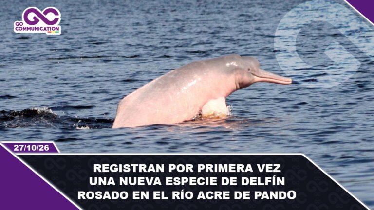 Registran por primera vez una nueva especie de Delfín Rosado en el Río Acre de Pando