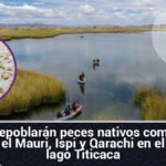 Repoblarán peces nativos como el Mauri, Ispi y Qarachi en el lago Titicaca