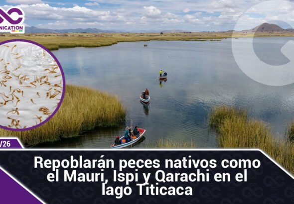 Repoblarán peces nativos como el Mauri, Ispi y Qarachi en el lago Titicaca