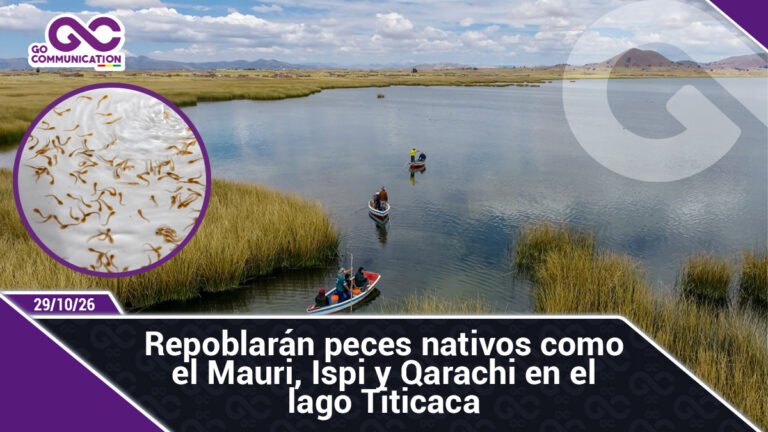 Repoblarán peces nativos como el Mauri, Ispi y Qarachi en el lago Titicaca