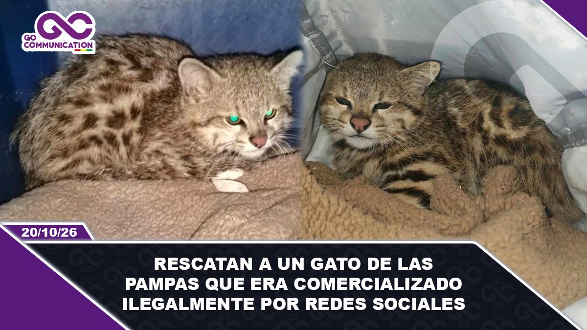 Rescatan a un gato de las pampas que era comercializado ilegalmente por redes sociales