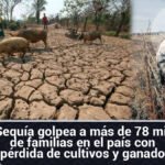 Sequía golpea a más de 78 mil de familias en el país con pérdida de cultivos y ganado